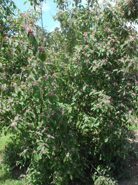 Callicarpa longifolia 'Augustata' P17
